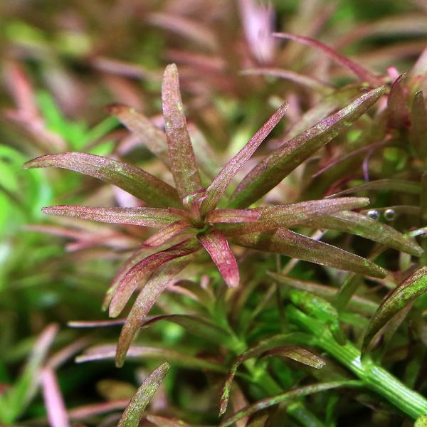 熱帯魚　_aqua　Ｒｏｔａｌａ　ｐｕｓｉｌｌａ　Ｇｏｉａｓ　otala　水草　前景草　横に広がる　all_plants　wp_kywrd　plt13　mzks500_1401　pYvf_goiawpp　RJ5jD7m_wppwptop3_...