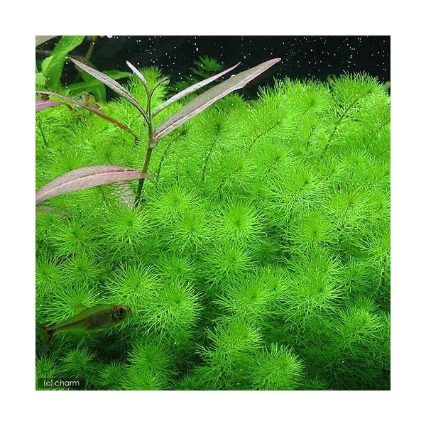 ij~ItBDKCAih[titji_jiPO{j