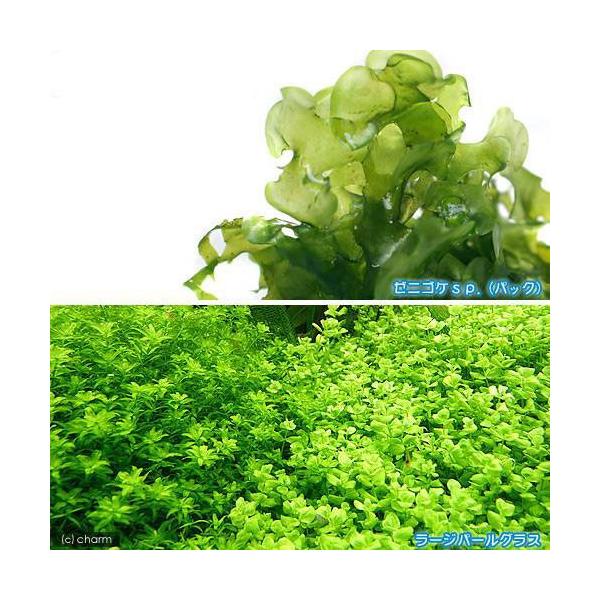 ijCAZbg`@Xt@iPj{[Wp[OXitji_jiPO{j