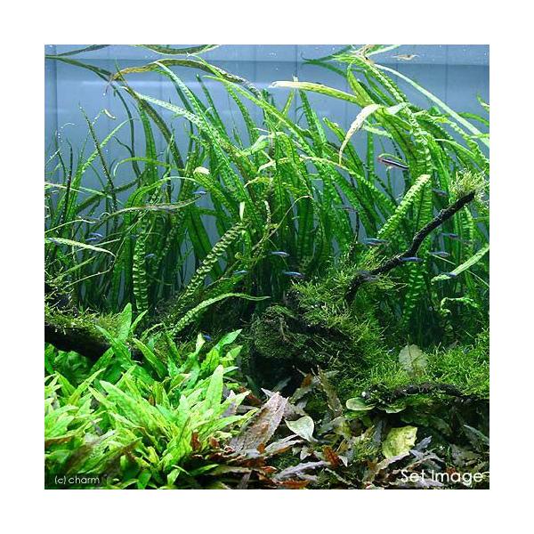 熱帯魚　_aqua　ビギナーにお勧め　水草　クリプトとその近縁　後景　all_plants　wp_kywrd　バランサエはこちら　クリプトコリネ　バランサエ　無農薬　６株　pltb　Cryptcoryne_crispatula_Balans...