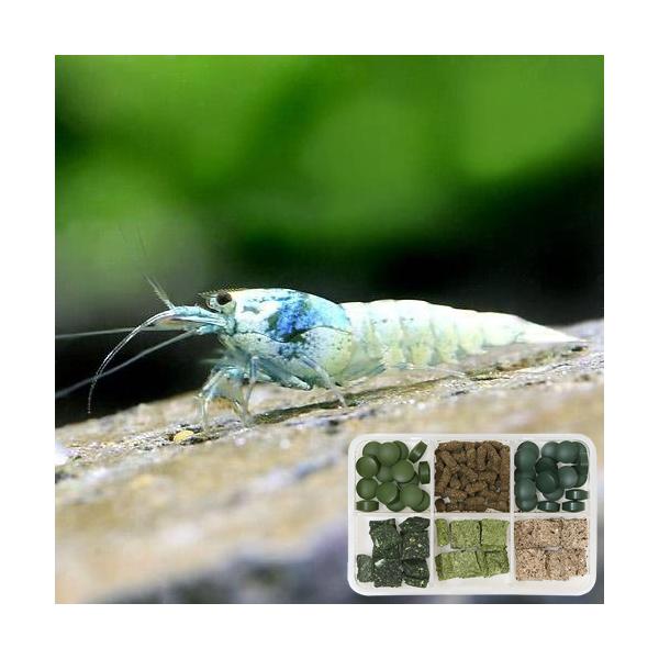 sfset　_aqua　turquoise_shadow_shrimp　熱帯魚・エビ他　ビーシュリンプ・エビ　シャドー系　ターコイズシャドーシュリンプ　５匹　シュリンプシャドー　ターコイズシュリンプ　bsｒs-mix　20130415　MS...