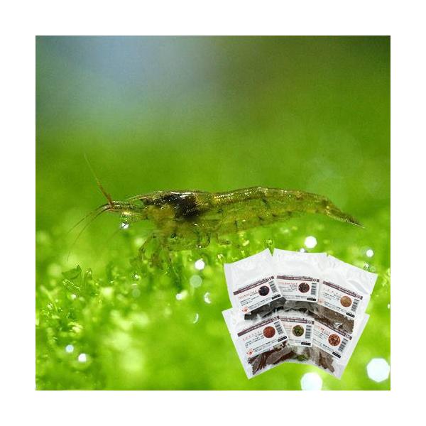 _aqua　熱帯魚・エビ他　ミナミ　ミナミヌマエビ　１０匹　食べさせる　動画淡水生体　_minabebi　JX　yVmJfbGY　bnr_koketori140730　minamiup141002　P0h9n_BiCb8l　nittan_1...