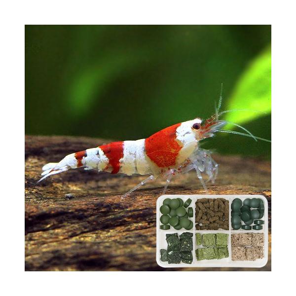 チャーム（charm） （エビ）無選別 レッドビーシュリンプ（20匹）＋