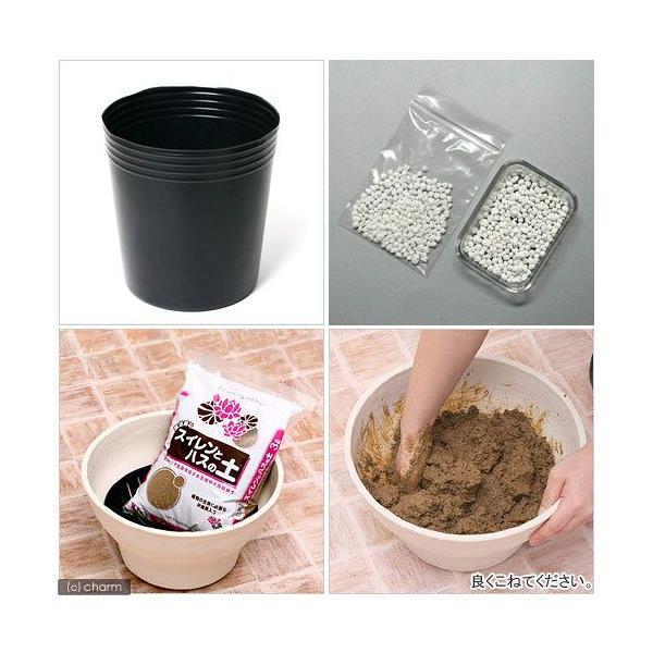 nXAւZbgirj[|bgPO{XCƃnX̓y{Ō`h{fj