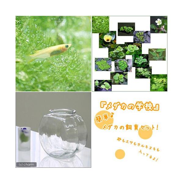 ï¼ãã&nbsp;ãï¼ï¼æ°´èï¼ã¡ãã«ã®å­¦æ&nbsp;¡ã»ãããèª¬ææ¸ä»ãé£¼è²ã»ãããæ¬å·åå½éå®ï½chanet