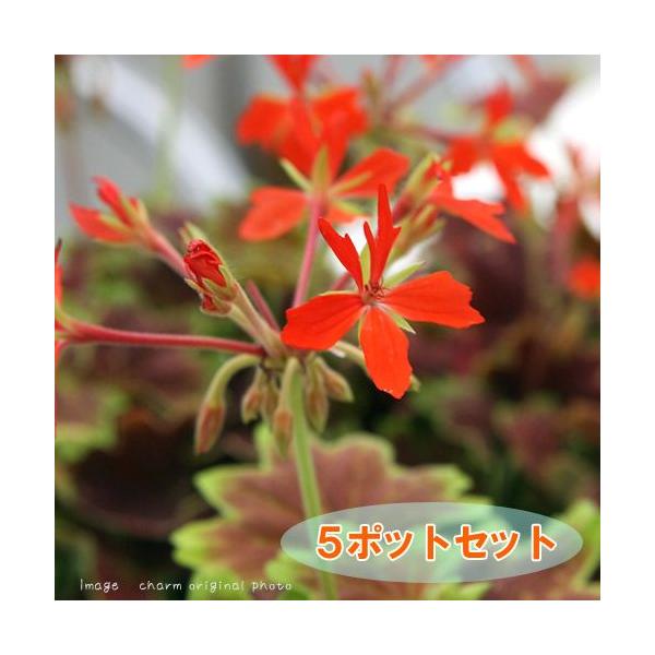 iϗtAj[jE@~Wo[jE@RDTiT|bgZbgj