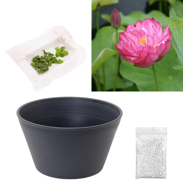 ビオトープ　ガーデニング　水辺植物　ハス　発芽待ちハス　ハス各種　育て方　育成方法　栽培方法　茶わん　茶碗蓮　手乗り蓮　八重　20230303　tsbs　leafwaterpotgry