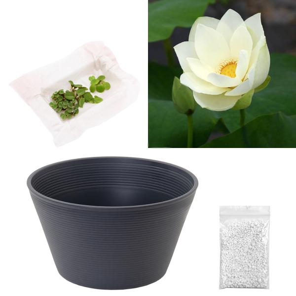 ビオトープ　ガーデニング　水辺植物　ハス　発芽待ちハス　育成方法　栽培方法　20230303　tsbs　leafwaterpotgry