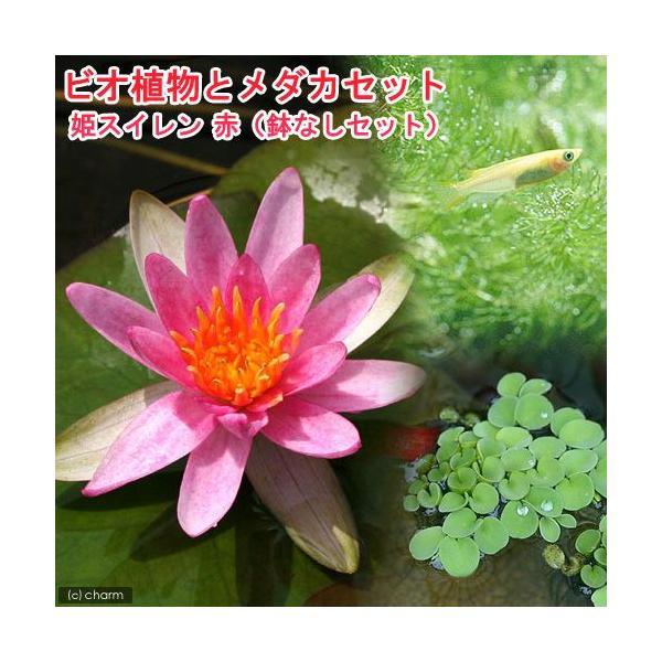 irIg[vji߂jrIAƃ_JZbg@P@iqXCj@ԁ@ȂZbg{Bl