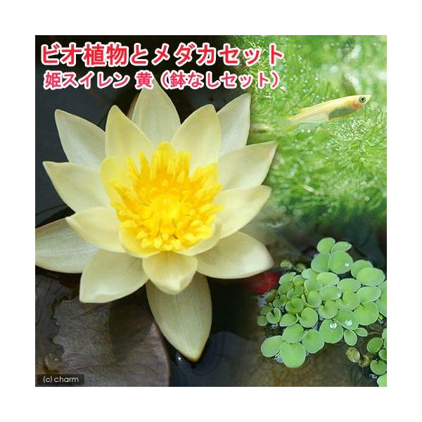 �i�r�I�g�[�v�j�i�߂����j�r�I�A���ƃ��_�J�Z�b�g�@�P���@�i�q���X�C�����j�@���@���Ȃ��Z�b�g�@�{�B�l������