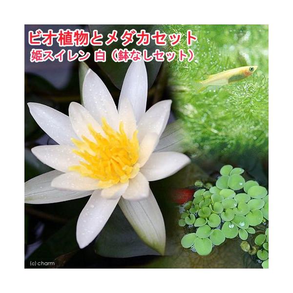 睡蓮 苗の人気商品 通販 価格比較 価格 Com