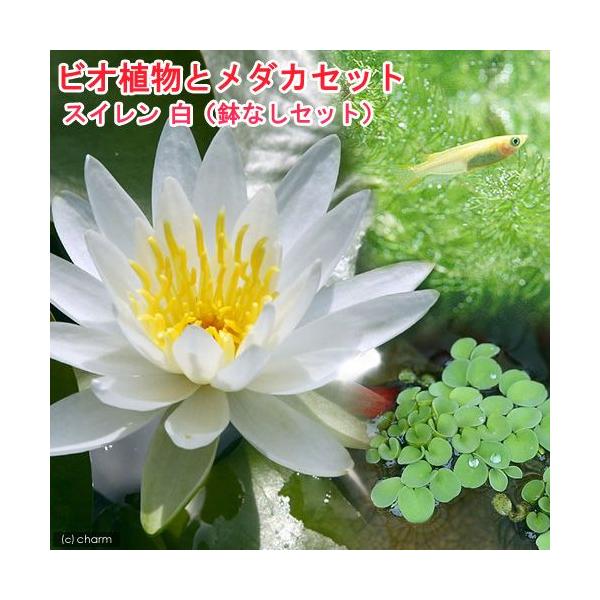 irIg[vji߂jrIAƃ_JZbg@@iXCj@@ȂZbg@{Bl