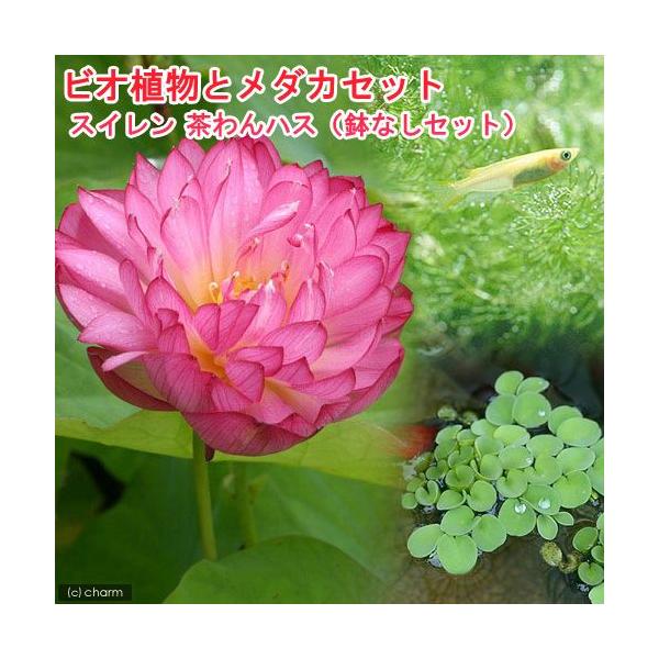 スイレン　睡蓮　栽培　育て方　ビオトープ　蓮　ガーデニング　水辺植物　ハス　ハスと鉢のセット　set_hasu_chawan　set_wmedaka　鉢なしセット　鉢なしセットハス　20100506　TT　wes0605_pd10_hasu...