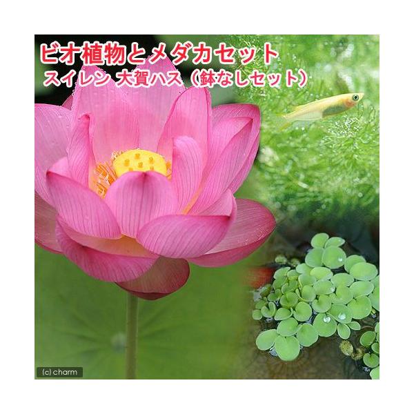 鉢 蓮の人気商品 通販 価格比較 価格 Com