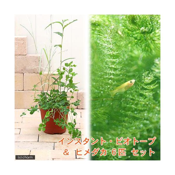 ガーデニング　水辺植物　ビオトープ　浮き草　メダカ　ヒメダカ　インスタント・ビオトープ　bio-medaka0426　20110426　ＴＮmini_bio0613raku　初心者　セット　インスタントビオシリーズ　startset_wpl...