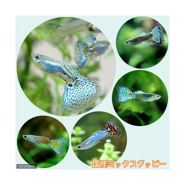 _aqua　熱帯魚・エビ他　グッピー　ノーマル系　国産ミックスグッピー　国産グッピー　３ペア　ビギナーにオススメ　初心者　セット　ＹＩ　kokusan_guppy　beginerfish_guppy　fish　bnr_tuyufish072...