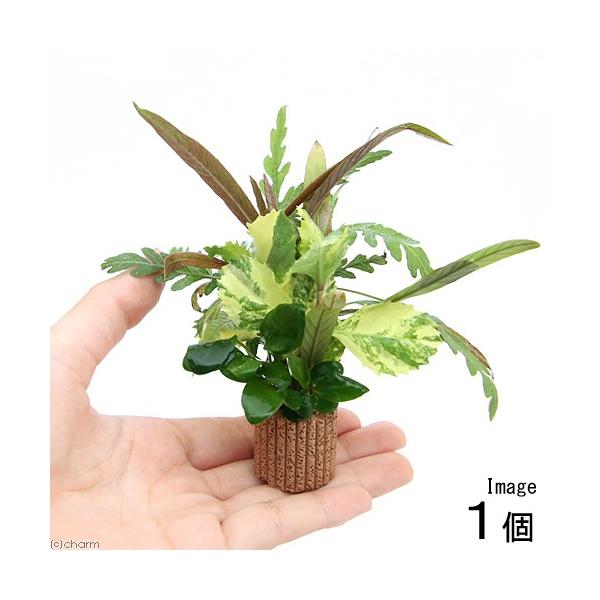 ijCt}`ij񂹐A~bNX@uDNX}XJ[itjiPj