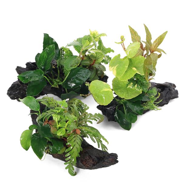 熱帯魚　_aqua　thebonsaiseries　水草　水上葉　all_plants　ザボンサイ　クリスマス限定　寄せ植え　xmas_suijyoha　xmascolorWP　20101126　ＯＳＨ　wp_kywrd　wp_xmas-c...