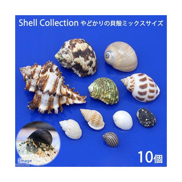 貝殻　やどかりの貝殻　ミックスサイズ　おまかせ（殻口３〜４０ｍｍミックス）（１０個）（形状おまかせ）