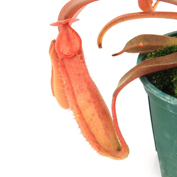 【良株】食虫植物 ネペンテス・アンプラリア レッドセレクション ウツボカズラ Nepenthes ampullaria 