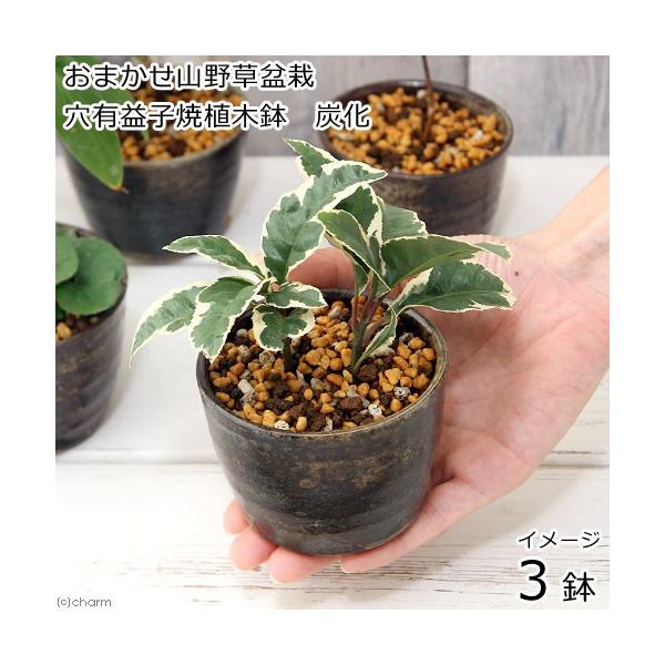 iR쑐j~́@܂R쑐~́@LvqĐAؔiYjiRjixԁj