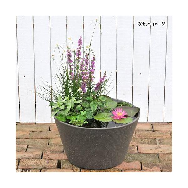 _aqua　sfset　_gardening　スイレン　睡蓮　栽培　育て方　ビオトープ　鉢　ガーデニング　水辺植物　スイレンと鉢のセット　はじめての睡蓮セット　温帯性　はじめての睡蓮栽培セット　メダカ付　桃　チャームオリジナル　チャームオリ...