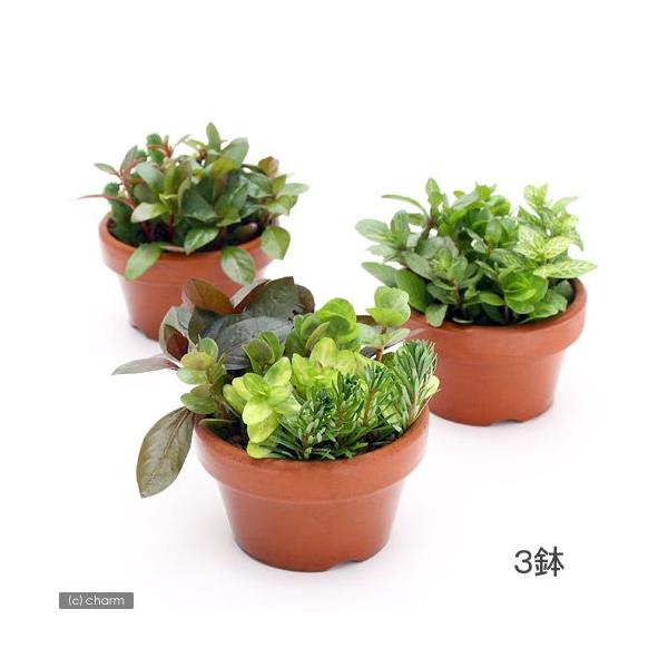 ijfĂ@܂gt~bNXitji_jiRj