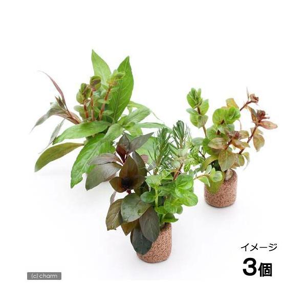 ijCt}`ij܂gt~bNXi_jitjiRj