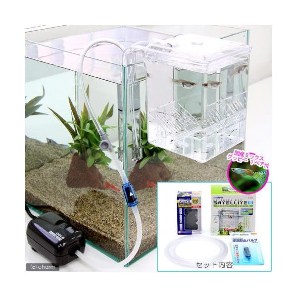 熱帯魚 アクアリウム用品 グッピー ペットの人気商品 通販 価格比較 価格 Com