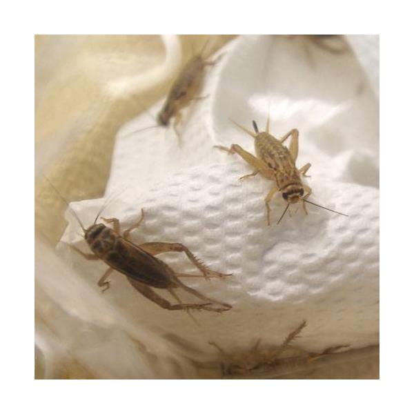 コオロギ　_hachu　生き餌　えさ　アロワナ　大型魚エサ　爬虫類エサ　餌　給餌器　生餌　ブライン　イエコＭ　爬虫類生餌　rep_cricket　20101208　ＭＫ　fish_ikie　爬虫類　イエコ　ハウスクリケット　ヨーロッパコオロ...