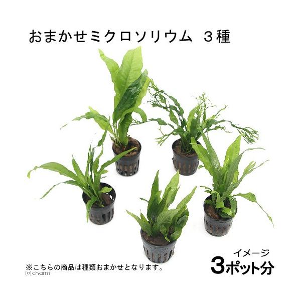 negativeplants　熱帯魚　_aqua　活着する水草　シダ　水草　ミクロソリウム　ミクロソリウムはこちら　20120115　ＴＮ　wp_kywrd　おまかせ　Kattyaku2017　陰性水草　低光量　greenplants　to...