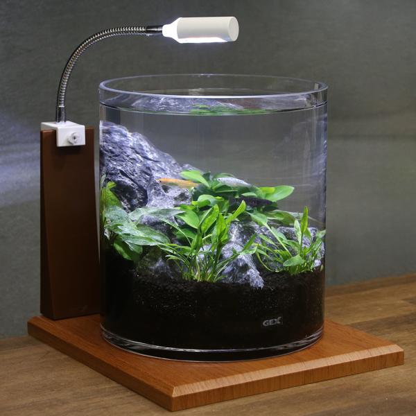 水草レイアウト育成済ガラス水槽 水草レイアウト育成済ガラス水槽