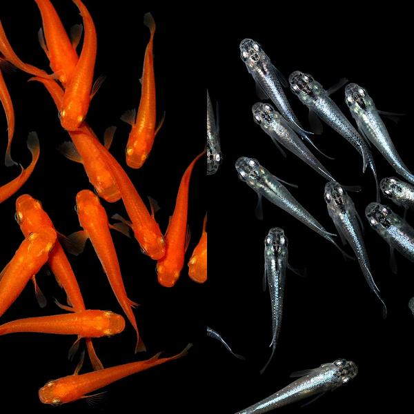 _aqua　Ｏｒｙｚｉａｓ　ｌａｔｉｐｅｓ　ｖａｒ．　ビオトープにおすすめの生体　biotope　熱帯魚　エビ他　日本産メダカ　楊貴妃メダカ　幹之メダカ　start_biotope　自由研究　淡水生体　medakabeginset　y24m...