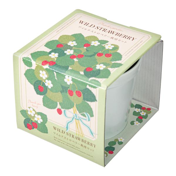 メーカー：聖新陶芸 聖新陶芸　Ｔｈａｎｋｓ　ＧＡＲＤＥＮ　ワイルドストロベリー　栽培セット　家庭菜園　ギフト　seishin　フラワー　鉢植え　園芸用品　育てる　培養土　室内　セット　ガーデニング用品　室内栽培　室内園芸　家庭栽培　インドア...