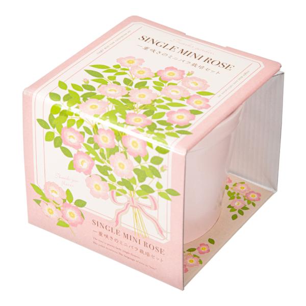 メーカー：聖新陶芸 聖新陶芸　Ｔｈａｎｋｓ　ＧＡＲＤＥＮ　ミニバラ　栽培セット　家庭菜園　ギフト　seishin　4528757041184　フラワー　鉢植え　園芸用品　育てる　培養土　室内　セット　ガーデニング用品　室内栽培　室内園芸　家...