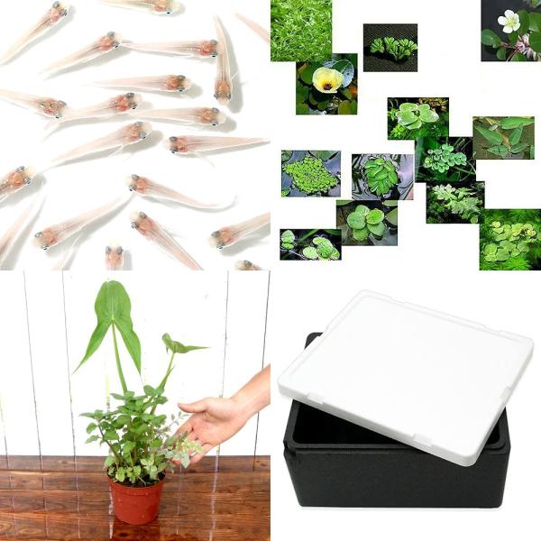 ガーデニング　水辺植物　ビオトープ　浮き草　メダカ　白メダカ　インスタント・ビオトープ　初心者　セット　インスタントビオシリーズ　startset_wplants　植物　植物生体　ガーデニング生体　育て方　育成方法　栽培方法　黒発泡　黒発泡...
