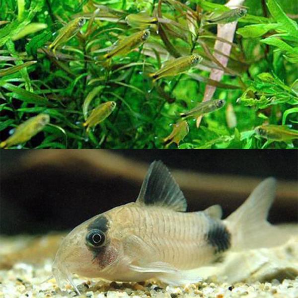 熱帯魚）シルバーチップ・テトラ（10匹）＋コリドラスパンダ（3匹