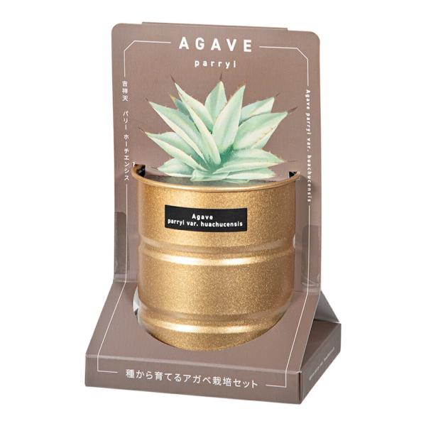 メーカー：聖新陶芸 聖新陶芸　種から育てる　アガベ栽培セット　パリー　ホーチエンシス　4528757041399　20240416　y24ｍ04　Y.K.　ガーデニング用品　園芸用品　ガーデニング　園芸　グリーン　キッチンガーデン　インドア...