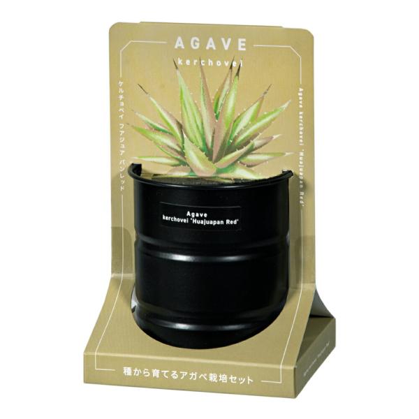 メーカー：聖新陶芸 聖新陶芸　種から育てる　アガベ栽培セット　ケルチョベイ　レッド　4528757041412　20240416　y24ｍ04　Y.K.　ガーデニング用品　園芸用品　ガーデニング　園芸　グリーン　キッチンガーデン　インドア　...