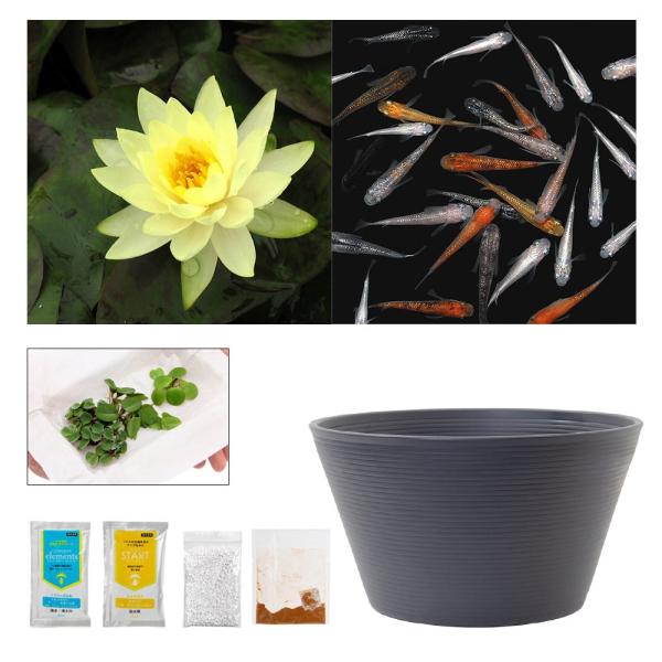 ラメメダカ付き！チャームおすすめビオトープセット！　インナーライト　ラメメダカ　睡蓮　栽培　育て方　ビオトープ　鉢　ガーデニング　水辺植物　スイレンと鉢のセット　はじめての睡蓮セット　温帯性　はじめての睡蓮栽培セット　ビオトープセット　ビオ...