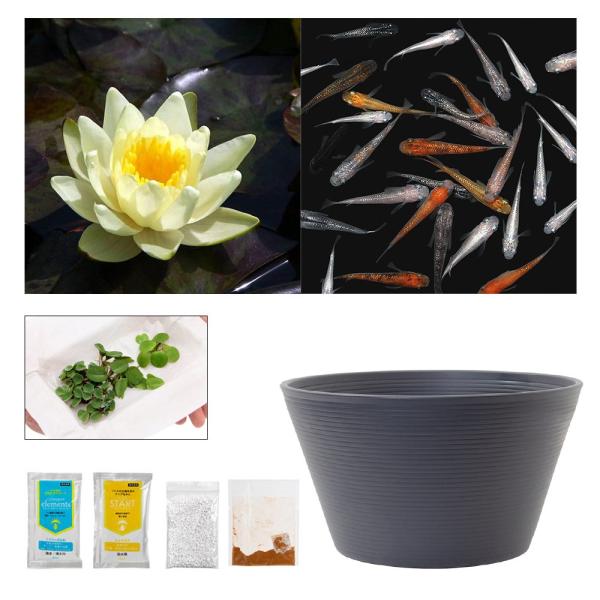 ラメメダカ付き！チャームおすすめビオトープセット！　温帯性睡蓮　黄　ラメメダカ　睡蓮　栽培　育て方　ビオトープ　鉢　ガーデニング　水辺植物　スイレンと鉢のセット　はじめての睡蓮セット　温帯性　はじめての睡蓮栽培セット　ビオトープセット　ビオ...