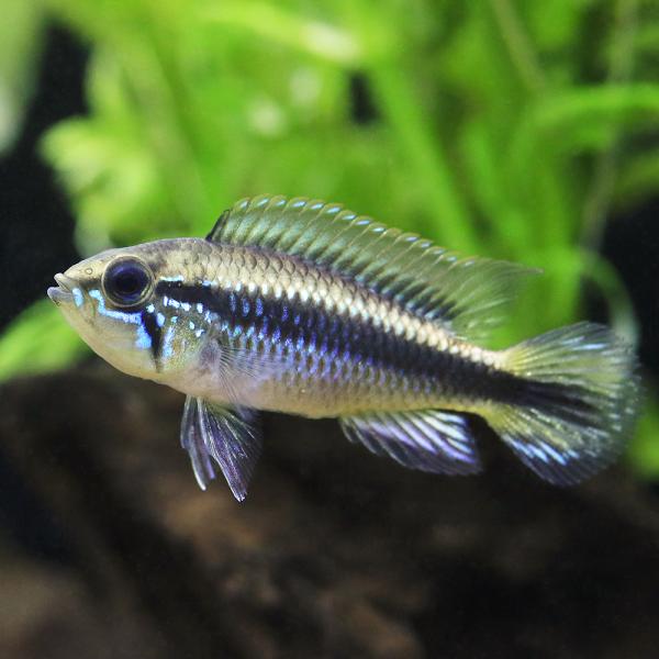 熱帯魚）アピストグラマ・アガシジィ（東南ブリード）（1ペア