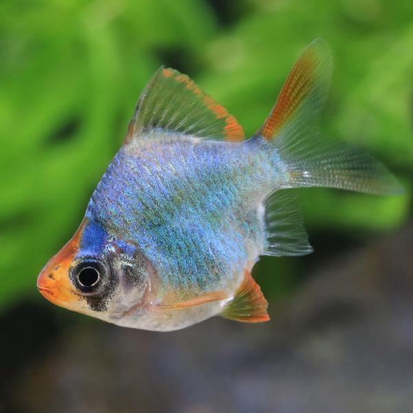 PF_SPQ　熱帯魚・エビ他　コイ（ラスボラ等）　種類で選ぶ　バルブ（プンティウス）系　バルーン・グリーンスマトラ　１匹　小型種　Ｐｕｎｔｉｇｒｕｓ　Ｐｕｎｔｉｕｓ　Ｓｙｓｔｏｍｕｓ　ｔｅｔｒａｚｏｎａ　ｖａｒ．　fish-database...