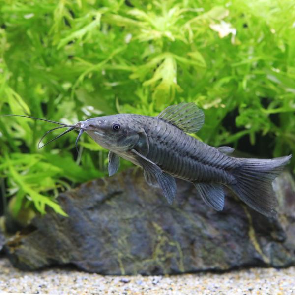 熱帯魚）ブラック・ホプロ（1匹） 北海道・九州航空便要保温