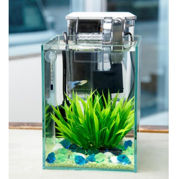 熱帯魚）飼育セット グッピーセット guy〜水〜 おまけ付 本州四国