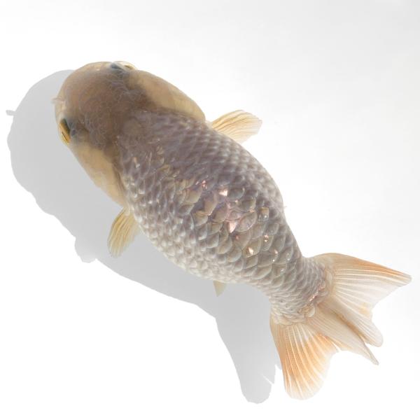 チャーム（ペット） （金魚）一点物 瑪瑙らんちゅう（中国産）約8cm 