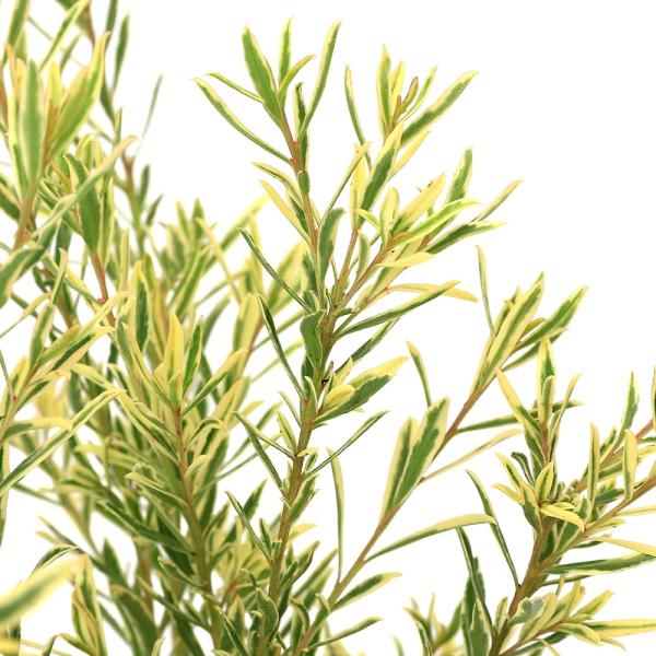 サザンクロス　フイリーナクイーン　Ｃｒｏｗｅａ　ｅｘａｌａｔａ　クロウエア　ミカン科クロウエア属　常緑低木　観葉植物　Ｖａｒｉｅｇａｔａ　cno y25m10 2025tuuki　toukihassouhuka