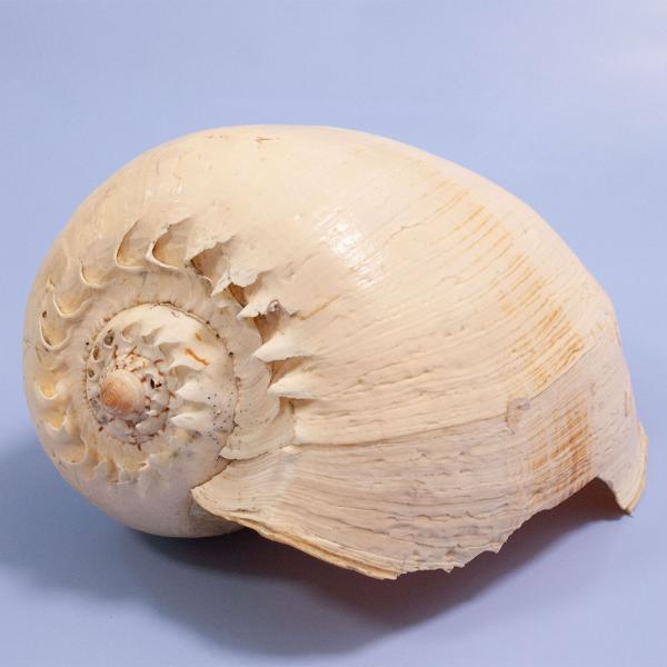 令夏 オウムガイ ヤシガイ 貝殻 置物 インテリア 一点物 シェルコレクション ヤシガイ 314557 : チャーム charm