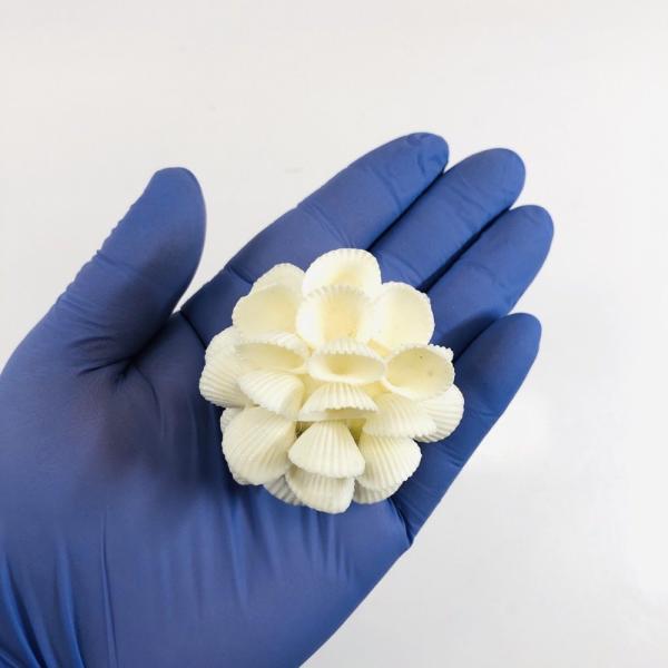 一点物　シェルコレクション　アクアリウム用品　アクア用品　海水用品　飾り　貝　貝殻　シェル　装飾　レイアウト　インテリア　オブジェ　天然素材　骨格　海水　水槽用アクセサリ　hwlist　hw1fszlist　ｋｓｚｋ　20250707　y2...