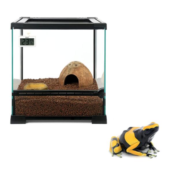 カエル　生体　_hachu　sfset　Dendrobatidae　オタマ　両生　両爬生体　amp_Frog　amp_Land_Frog　terra_seitai　kokuubinn_ng　reptile_databas　Canada_de...